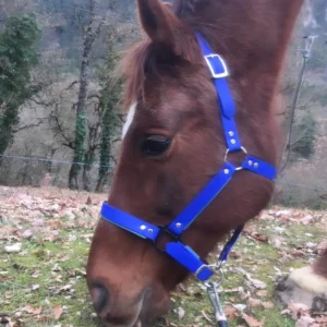 Licole - La FabriKe des Loups