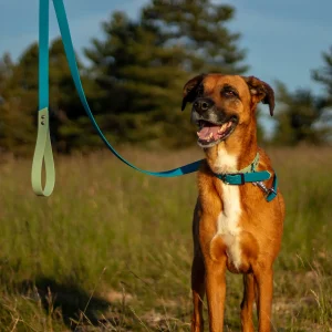 Collier & laisse - La FabriKe des Loups