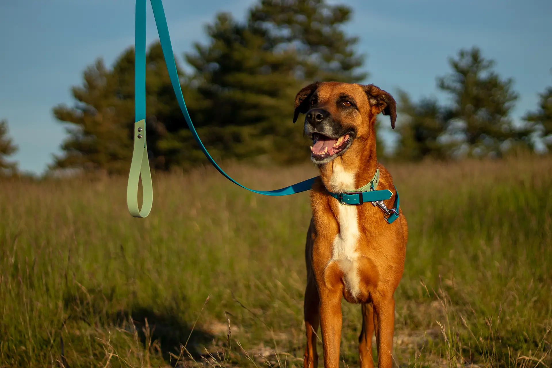 Collier & laisse - La FabriKe des Loups