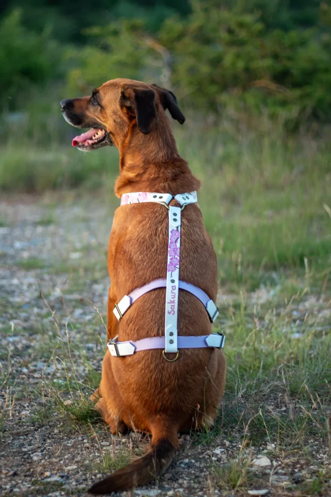 Harnais - La FabriKe des Loups