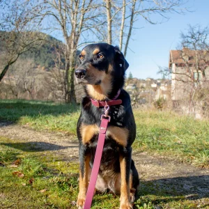 Laisse 3 points - La fabriKe des loups