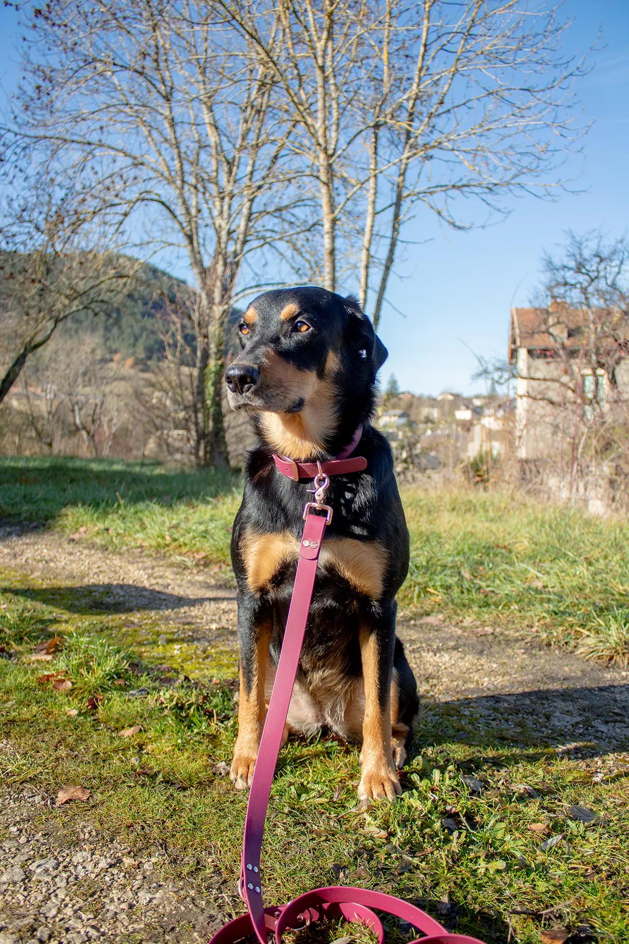 Laisse 3 points - La fabriKe des loups